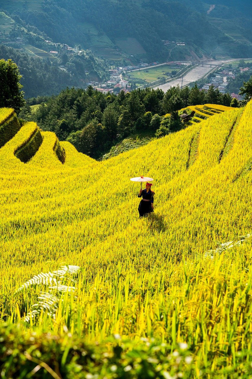 mountains, plateau, step, field, people, rice, countryside, outdoors, nature, agriculture